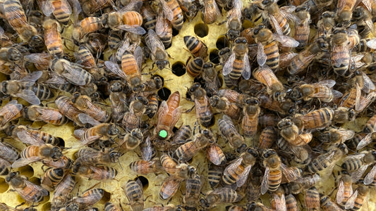 Overwhelmed by Beekeeping? A Beginner's Guide to Success