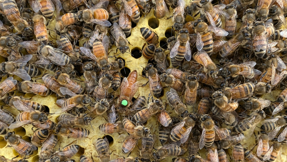 Overwhelmed by Beekeeping? A Beginner's Guide to Success