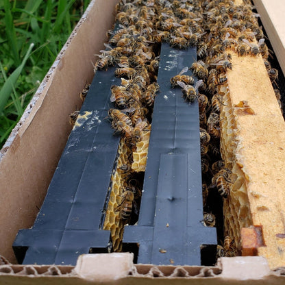 Healthy nucleus bee colony with brood frames