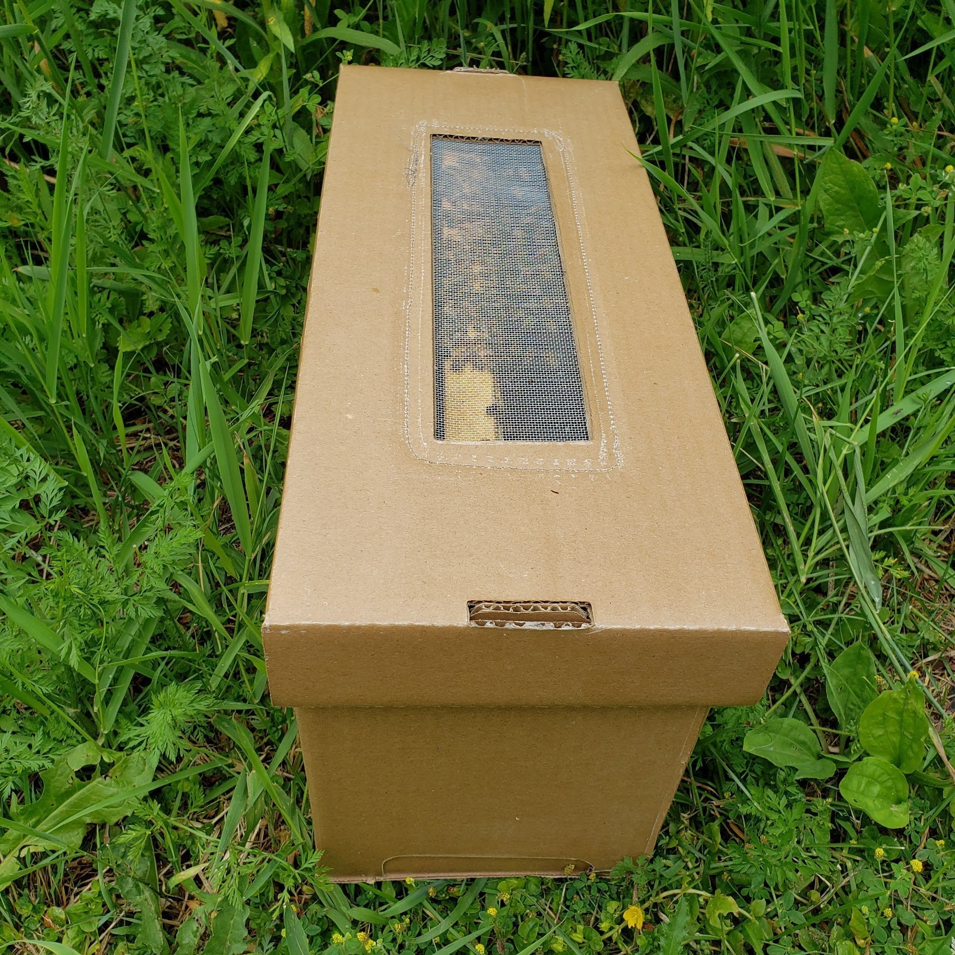 4 Frames Nucleus Colony in cardboard box with top ventilation