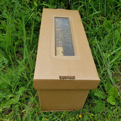 4 Frames Nucleus Colony in cardboard box with top ventilation