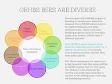 Load image into Gallery viewer, ORHBS Bees Are Diverse
