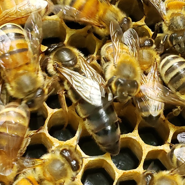 Ontario Queens - August 2025
